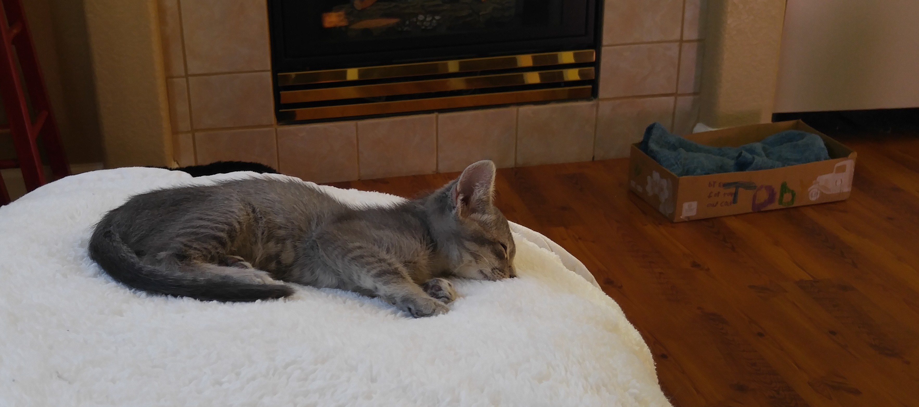 Our newest family member Toby sleeping...Again.